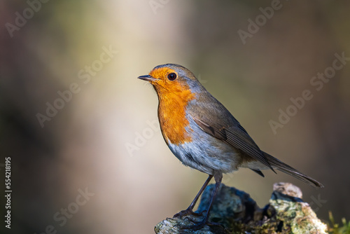 European robin Erithacus rubecula Vörösbegy © Hauk Tamás