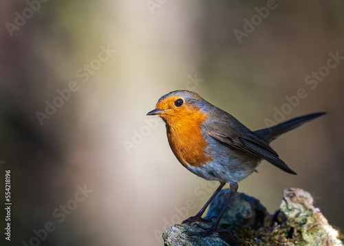 European robin Erithacus rubecula Vörösbegy © Hauk Tamás