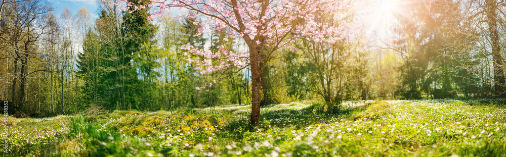Naklejka premium Alone cherry tree blossoming in the spring forest.