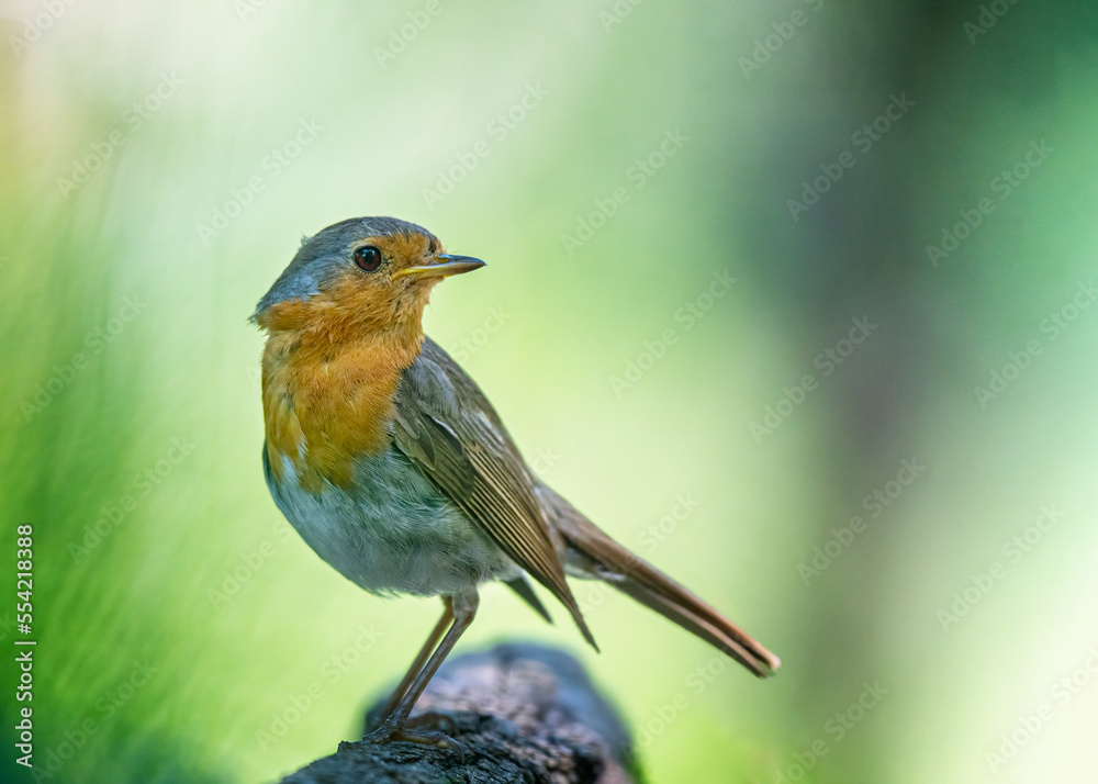 Fototapeta premium European robin Erithacus rubecula Vörösbegy