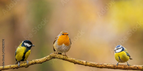 European robin
Erithacus rubecula
Vörösbegy