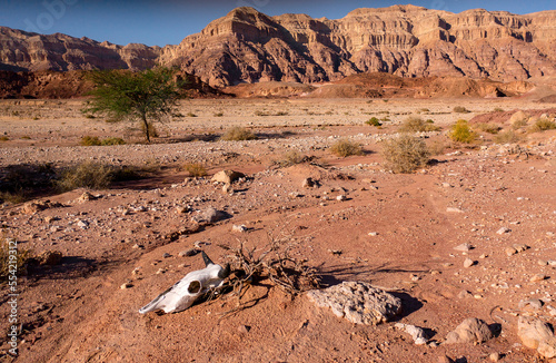 Mutton skull in Arava desert on a sunny winter day, Timna Park, Israel photo