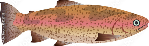 trout fish cartoon. freash sea food, rainbow river water, fried trout fish vector illustration