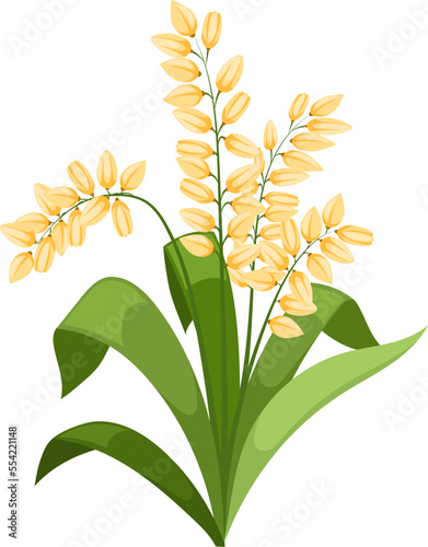 rice plant cartoon. paddy grain, field brown agriculture, food green leaf seed rice plant vector illustration