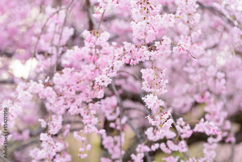 美しいピンクの枝垂れ桜