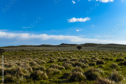 Pampas grass landscape  La Pampa province  Patagonia  Argentina.