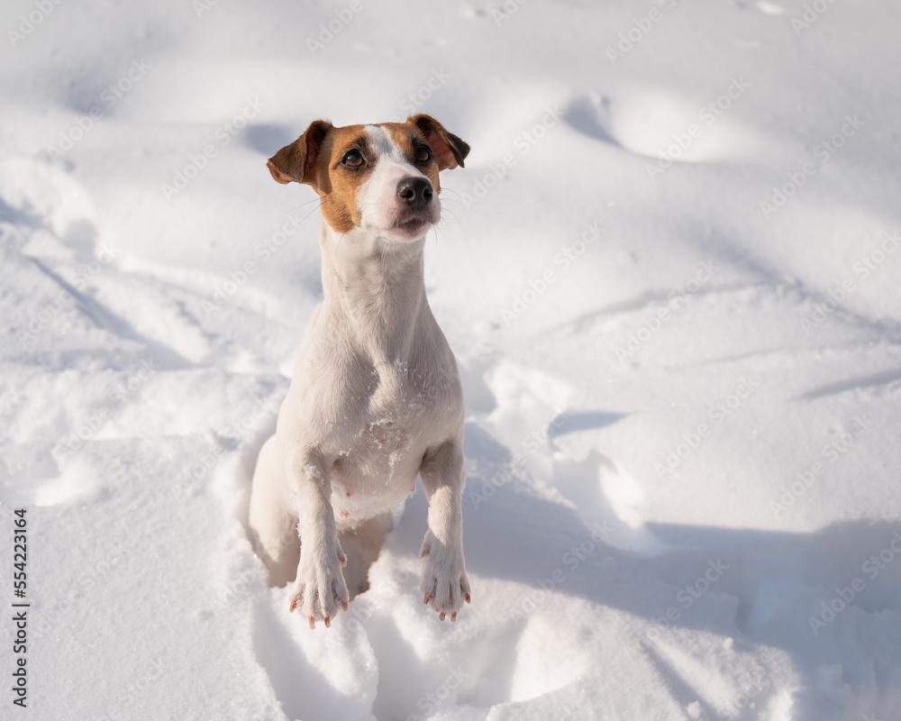 Jack Russell Terrier dog in the snow in winter. 