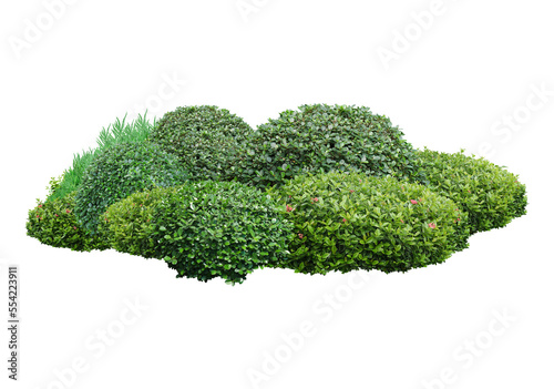 Green bush isolated transparency background. 