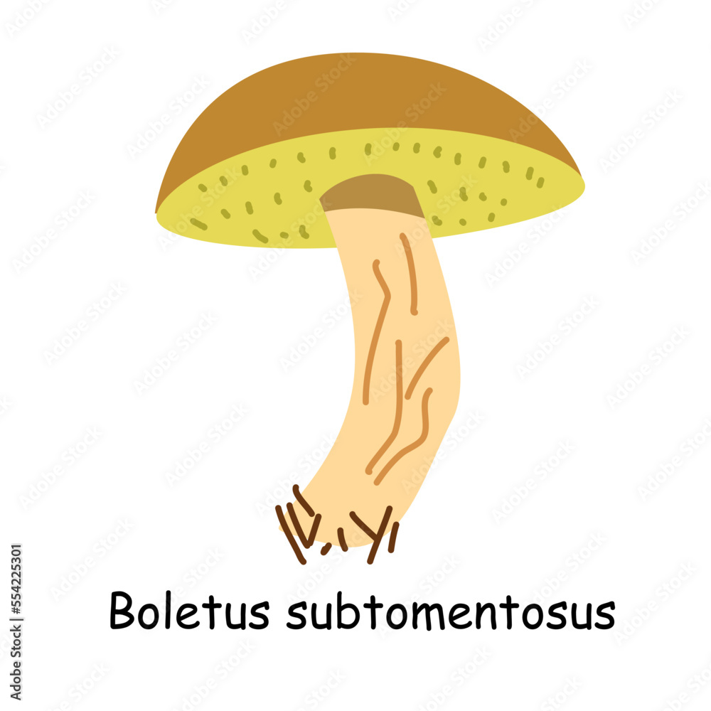 A flat vector of an edible mushroom isolated on a white background. Flat illustration graphic icon