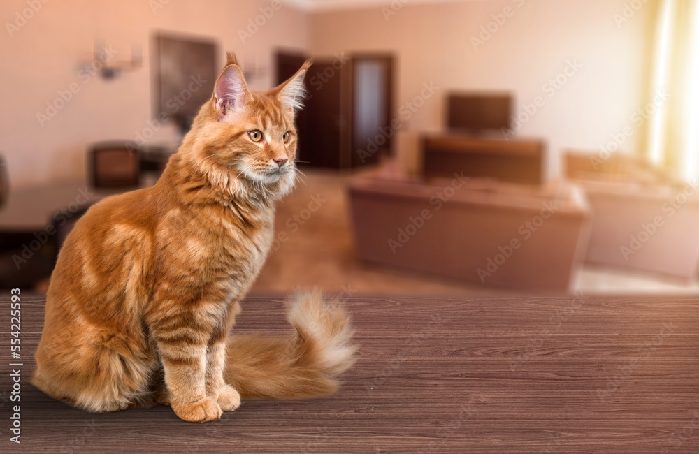 Cute domestic cat posing at home