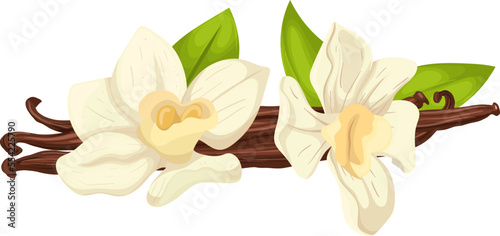 vanilla aromatic cartoon. pod aroma, flower spice, ingredient food, orchid flavor, white, stick bean, organic vanilla aromatic vector illustration