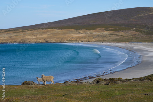 Sheep and lamb grazing on the cliffs of Saunders Island in the Falkland Islands. photo