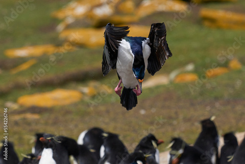 Imperial Shag (Phalacrocorax atriceps albiventer) landing with vegetation to be used as nesting material on Saunders Island in the Falkland Islands photo