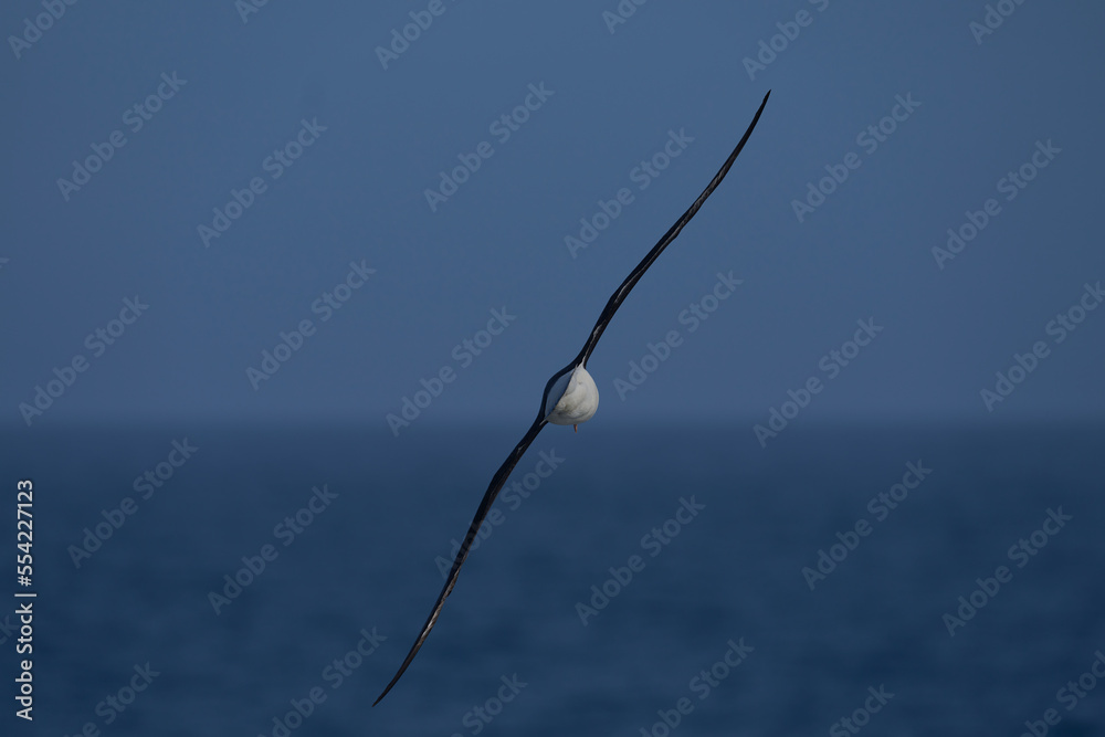 Black-browed Albatross (Thalassarche melanophrys) in flight along the cliffs of Saunders Island in the Falkland Islands. Black-browed Albatross (Thalassarche melanophrys) in flight along the cliffs of Saunders Island in the Falkland Islands.