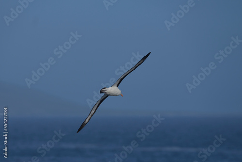 Black-browed Albatross  Thalassarche melanophrys  in flight along the cliffs of Saunders Island in the Falkland Islands.