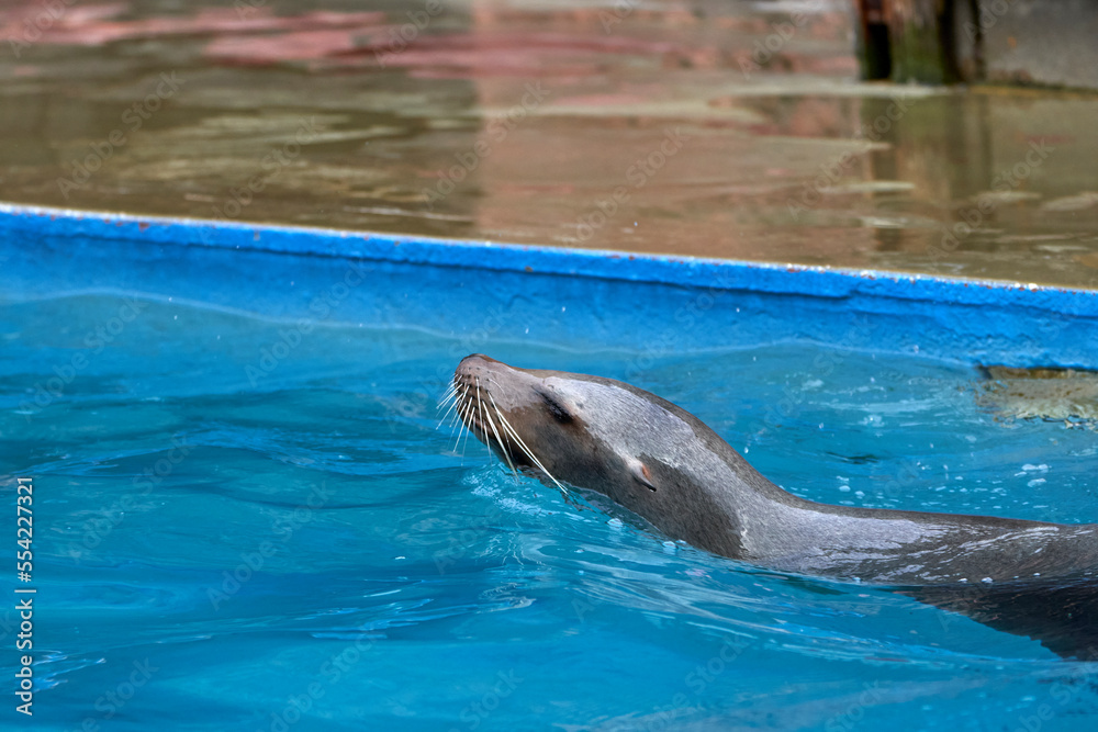 Obraz premium Beautiful close side portrait of a sea lion with eyes closed and fur wrapped in water while enjoying swimming in Cabarceno National Park in Cantabria, Spain, Europe