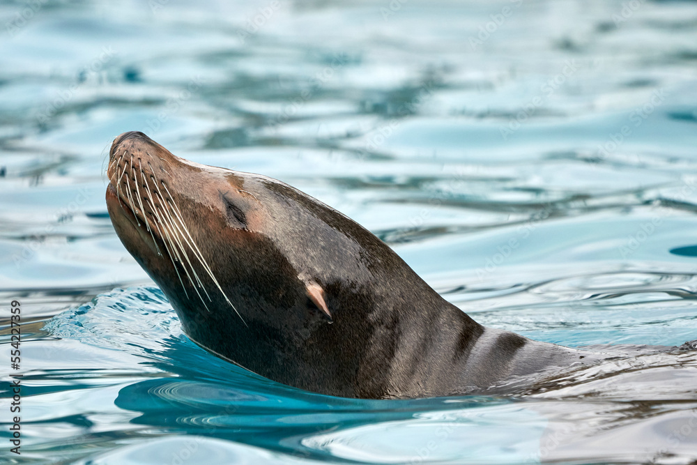 Obraz premium Beautiful close side portrait of the head of a sea lion coming out to breathe after swimming with drops on its whiskers in Cabarceno National Park in Cantabria, Spain, Europe