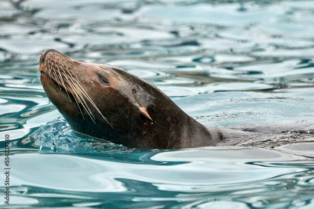 Obraz premium Beautiful close side portrait of the head of a sea lion with drops on its whiskers and with its fur wrapped in water in Cabarceno National Park in Cantabria, Spain, Europe
