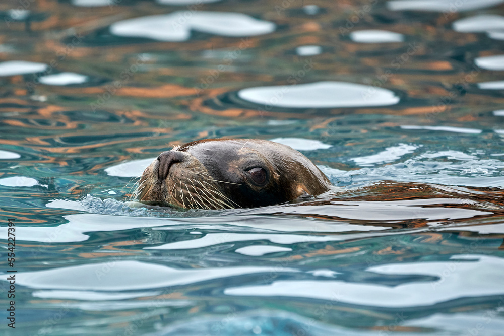 Fototapeta premium Beautiful close side portrait of the head of a sea lion with open eyes enjoying its bath in the Cabarceno National Park in Cantabria, Spain, Europe