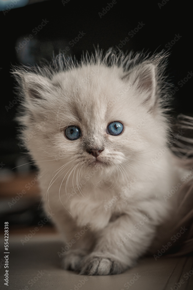 Persioan cat kitty blue eyes portrait