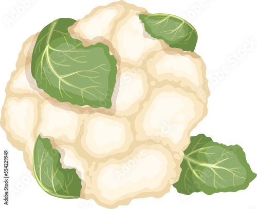 cauliflower vegetable cartoon. organic white food, diet fresh, raw vegetarian, agriculture green, healthy, cauliflower vegetable vector illustration