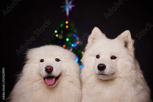 The concept of Christmas. Two happy dogs are smiling on the background of a Christmas tree on a black background. Samoyeds. Merry Christmas and Happy New Year! © Anton