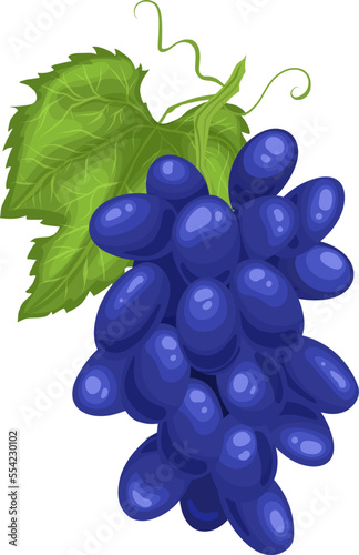 grape blue cartoon. bunch wine, fruit green, white dark, fresh purple, cluster vine, berry food, juice winery, leaf grape blue vector illustration