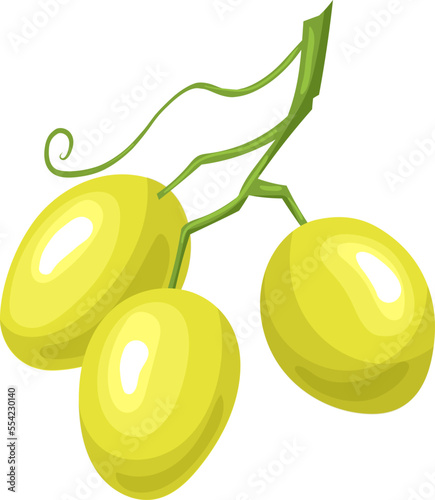 grape green ripe cartoon. fresh fruit, bunch food, berry dessert, juice nature, healthy sliced, nutrition ripe, vine grape green ripe vector illustration