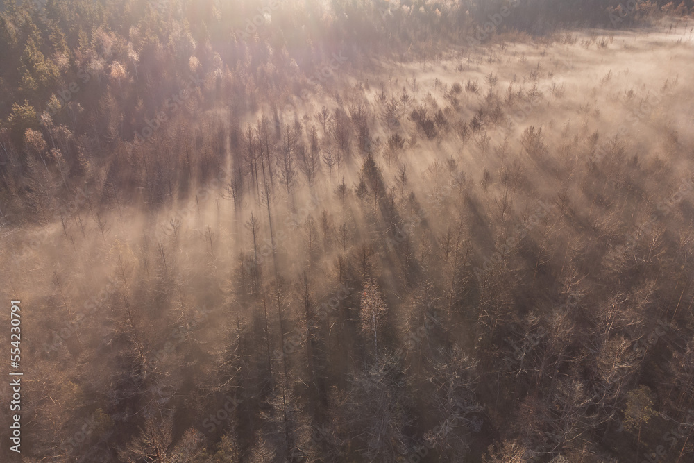 Aerial shot of foggy forest at sunrise. Flying over misty  pine trees in autumn