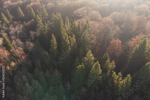 Aerial shot of foggy forest at sunrise. Flying over misty pine trees in autumn
