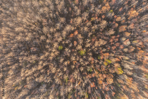 Aerial shot over the colorful forest, in autumn