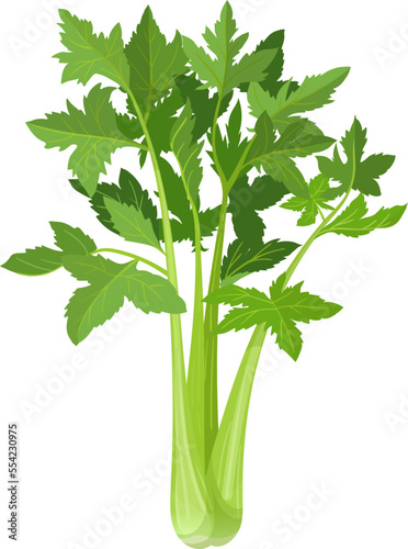 celery fresh cartoon. green food, bunch vegetable, diet organic, natural raw, leaf healthy, freshness vegetarian, nature, nutrition celery fresh vector illustration