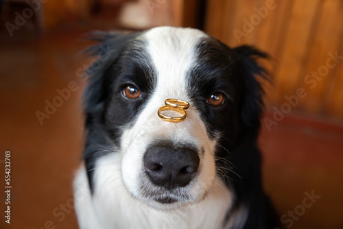 Will you marry me. Funny portrait of cute puppy dog border collie holding two golden wedding rings on nose, close up. Engagement, marriage, proposal concept