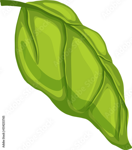 basil leaf green cartoon. herb fresh, plant organic, aromatic nature, healthy,natural, spice herbal, leaves italian basil leaf green vector illustration