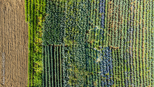 aerial views of an orchard