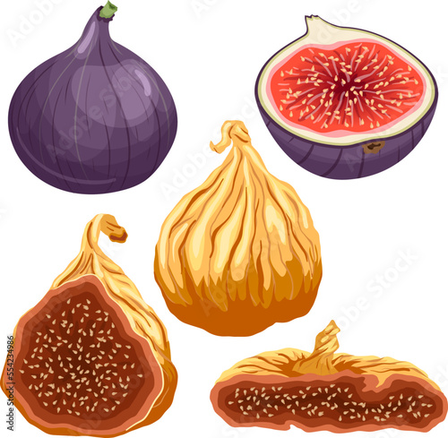 fig fruit fresh set cartoon. purple food, slice cut, healthy sweet, ripe dessert, exotic half, vitamin red, tropical fig fruit fresh vector illustration
