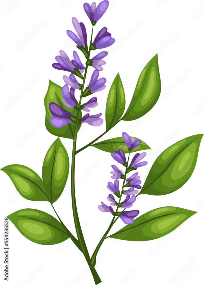 licorice liquorice plant cartoon. natural herbal, medicine ingredient