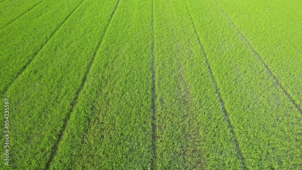 field background, top view landscape, nature
field background, top view landscape, nature