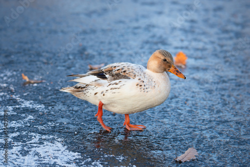 Hybrid albino mallard duck, anas platyrhynchos, waddle on frozen and snow covered wetland in winter, birds 