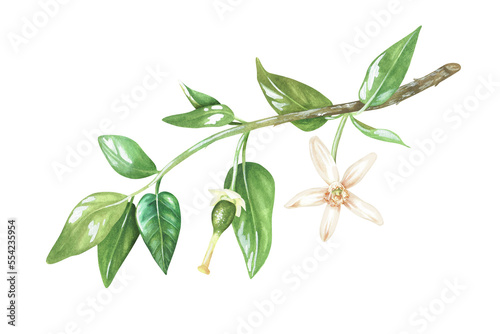 Green unripe lemon on a branch with a flower. Little lime. Watercolor botanical illustration. Isolated on a white background. For design nature prints, kitchenware, product packaging with citrus