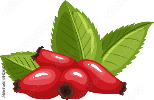 rosehip rose hip cartoon. fruit plant, berry wild, briar red, brier dogrose, autumn fresh, vitamin, leaf tea rosehip rose hip vector illustration