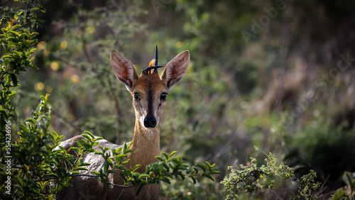 a duiker ram with a crooked horn photo