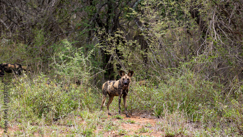 An African wild dog portrait in the wild