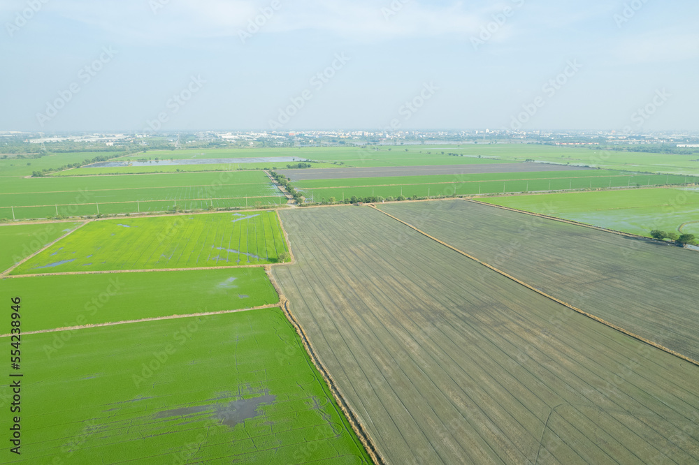 aerial view from flying drone of Field rice with landscape green pattern nature background, top view field rice