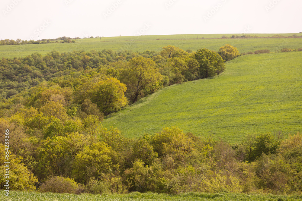 Green field with trees.