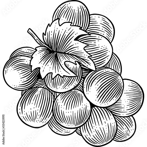 Fotografie Hand drawn Grapes Sketch Illustration