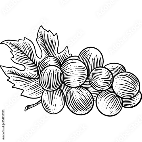 Hand drawn Grapes Sketch Illustration