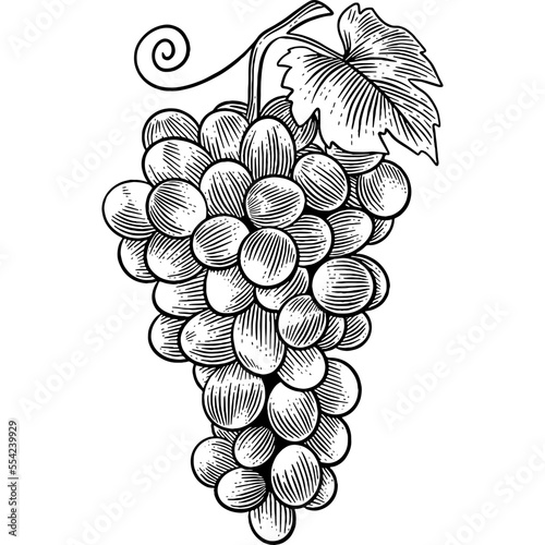 Hand drawn Grapes Sketch Illustration