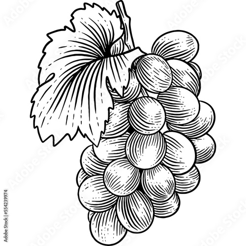 Hand drawn Grapes Sketch Illustration