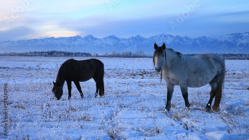 Two horses graze in snowy meadow and shovel snow with their hooves to extract dry grass on cold winter evening against backdrop of mountains. Beautiful winter landscape of foothill Tunka valley photo